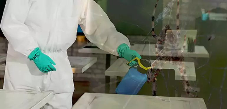 Why Buyers Still Want Homes With Pest Infestations in St. Petersburg, FL?